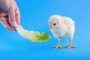 Hähnchen und Grüner Salat auf ein Blau Hintergrund. Küken ausgebrütet von ein Ei. foto