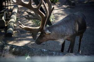 Rentier im das Zoo. Tierwelt Szene von das Natur. foto