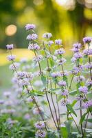 schließen oben von lila und Weiß Blumen im das Garten, Lager Foto