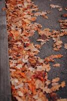 gefallen Herbst Blätter auf das Boden. selektiv Fokus. Natur. foto