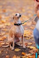 Porträt von ein Hund auf ein Leine im das Herbst Park. foto