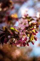 ein Nahansicht Schuss von Kirsche Blüten foto