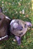 süß amerikanisch Staffordshire Terrier Hündchen Lügen im das Gras. foto