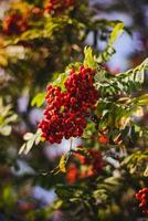 Bündel von rot Eberesche Beeren auf ein Baum Ast im Herbst foto