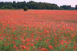 Mohn Feld beim Sonnenuntergang im Polen. Mohn Feld im Sommer. foto