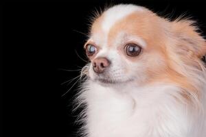 Chihuahua Hund im Studio auf schwarz Hintergrund. Weiß und rot Vollblut- Erwachsene Hund. foto