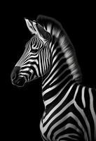 ai generiert ein einfarbig Foto von ein Zebra mit ein schwarz Hintergrund