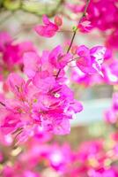 Rosa Blumen Blühen auf ein Baum foto