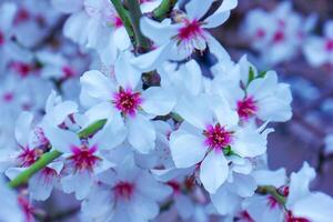 Kirsche blühen im Frühling, Weiß Blumen auf das Frühling Baum foto