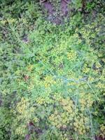 ein Grün Pflanze mit Gelb Blumen im das Gras foto