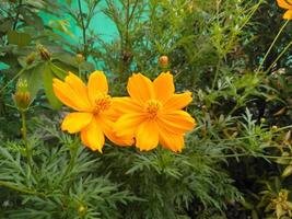 Gelb Zufluchtsort Blume blühen foto