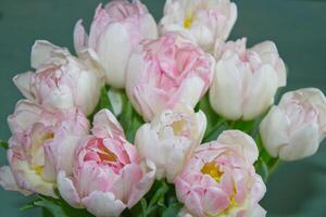 Tulpen Strauß im Rosa Weiß foto