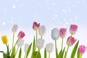Strauß. Frühling Landschaft. schön Tulpe Blumen auf bunt Hintergrund foto