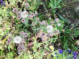 Frühling Landschaft, Natur im Frühling foto