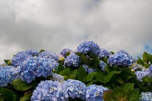 Hortensien sind das typisch Blumen von das Azoren Inseln foto