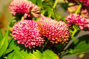 Strauß von nett bunt Blumen im das Garten foto