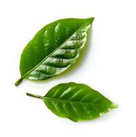 ai generiert Grün Tee Blätter auf Weiß Hintergründe. foto