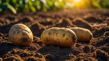 ai generiert Kartoffel Ernte auf das Boden schließen oben foto