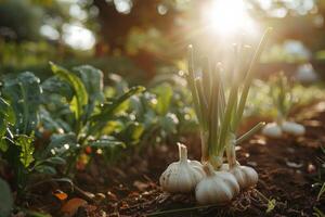 ai generiert Knoblauch im das Gemüse Garten. das Konzept von Frühling oder Herbst Gartenarbeit. foto