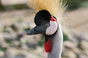 Porträt von ein schön gekrönt Kran im das Zoo foto