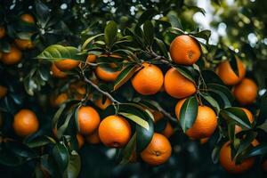 ai generiert Orange Baum mit reif Orangen auf es foto