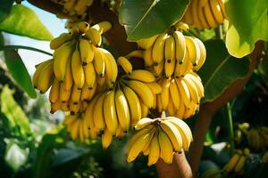 ai generiert frisch Bananen auf das Baum.schließen oben Aussicht im Sonnenlicht foto