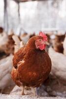 Hähnchen Nahansicht von ein Öko-Geflügel Bauernhof im Winter, Freilandhaltung Hähnchen Bauernhof foto