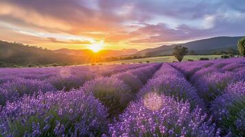 ai generiert Lavendel Felder Sonnenaufgang im Tasmanien, abstrakt Reise Hintergrund, Kopieren Raum foto