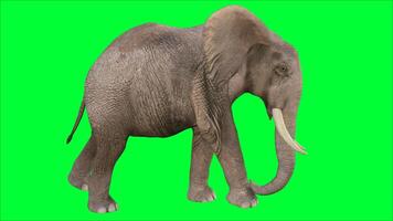 Elefant auf das Grün Bildschirm foto