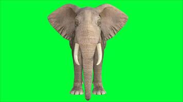 Elefant auf das Grün Bildschirm foto