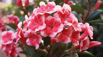 ai generiert Nahansicht von Rosa und Weiß Hibiskus Blumen foto