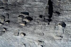 Holz Textur Hintergrund Verbrennung und drehen in Holz Holzkohle. Foto Konzept zum Wald Verbrennung, illegal Protokollierung verursachen Klima Veränderung