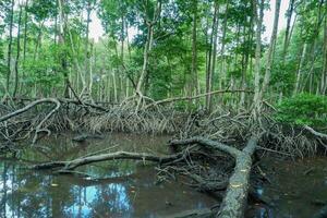 Mangrove Baum Wurzeln Das wachsen über Meer Wasser. Mangroven Funktion wie Pflanzen Das sind fähig zu standhalten Meer Wasser Ströme Das erodieren Küsten Land foto