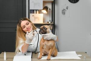 weiblich Tierarzt Prüfung Französisch Bulldogge foto