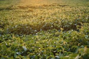 Soja Feld und Soja Pflanzen im früh Morgen Licht. Soja Landwirtschaft foto