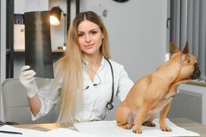 weiblich Tierarzt Prüfung Französisch Bulldogge foto