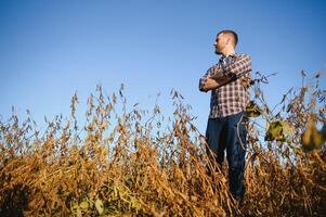 Farmer Agronom im Sojabohne Feld Überprüfung Pflanzen Vor Ernte. organisch Essen Produktion und Anbau. foto