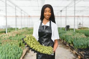 schön jung lächelnd afrikanisch amerikanisch Mädchen, Arbeiter mit Blumen im Gewächshaus. Konzept Arbeit im das Gewächshaus, Blumen. foto