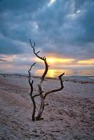 Sonnenuntergang auf das Strand von das baltisch Meer. Liebe Baum, Strauch im das Sand auf das Westen Strand foto