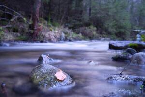 lange Exposition Schuss von ein Fluss, Stein im das Vordergrund mit ein Blatt. Wald Hintergrund foto