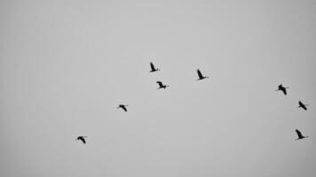 Kräne fliegen im v Formation im das Himmel. wandernd Vögel auf das Verdammt. schwarz Weiß foto