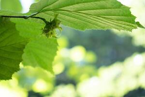 groß Haselnüsse wachsen im das Wald auf Grün Busch. Nüsse Essen zum Gehirn, gesund natürlich organisch wild gewachsen wild geerntet. saisonal nachhaltig Landschaft Ernte Bauernhof cobnuts mit Blätter im Garten. Hintergrund von wachsend Nüsse foto