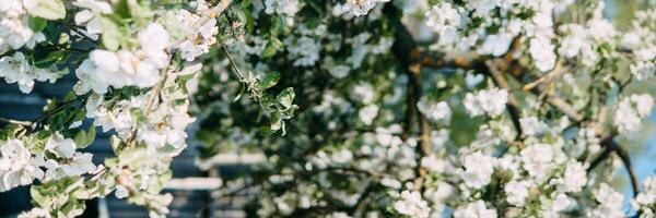 Blühen Apfel Baum Geäst mit Weiß Blumen Nahansicht. foto