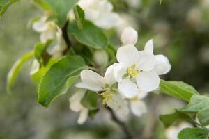 Blühen Apfel Baum Geäst mit Weiß Blumen Nahansicht. foto