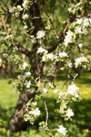 Blühen Apfel Baum Geäst mit Weiß Blumen Nahansicht. foto