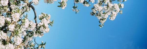 Blühen Apfel Baum Geäst mit Weiß Blumen Nahansicht. foto