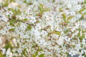 Blühen Kirsche Geäst mit Weiß Blumen Nahaufnahme, Hintergrund von Frühling Natur. Makro Bild von Vegetation, Nahansicht mit Tiefe von Feld. foto