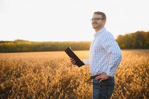 ein Farmer inspiziert ein Sojabohne Feld. das Konzept von das Ernte. foto