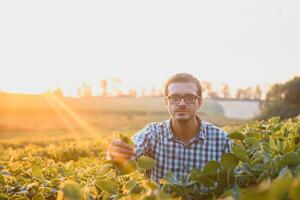 Agronom inspizieren Soja Bohne Pflanzen wachsend im das Bauernhof Feld. Landwirtschaft Produktion Konzept. jung Agronom untersucht Sojabohne Ernte auf Feld im Sommer. Farmer auf Sojabohne Feld foto