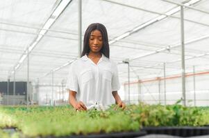 schön jung lächelnd afrikanisch amerikanisch Mädchen, Arbeiter mit Blumen im Gewächshaus. Konzept Arbeit im das Gewächshaus, Blumen. foto